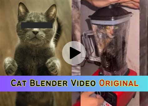 cat in blender twitter full video|Cat Blender Video